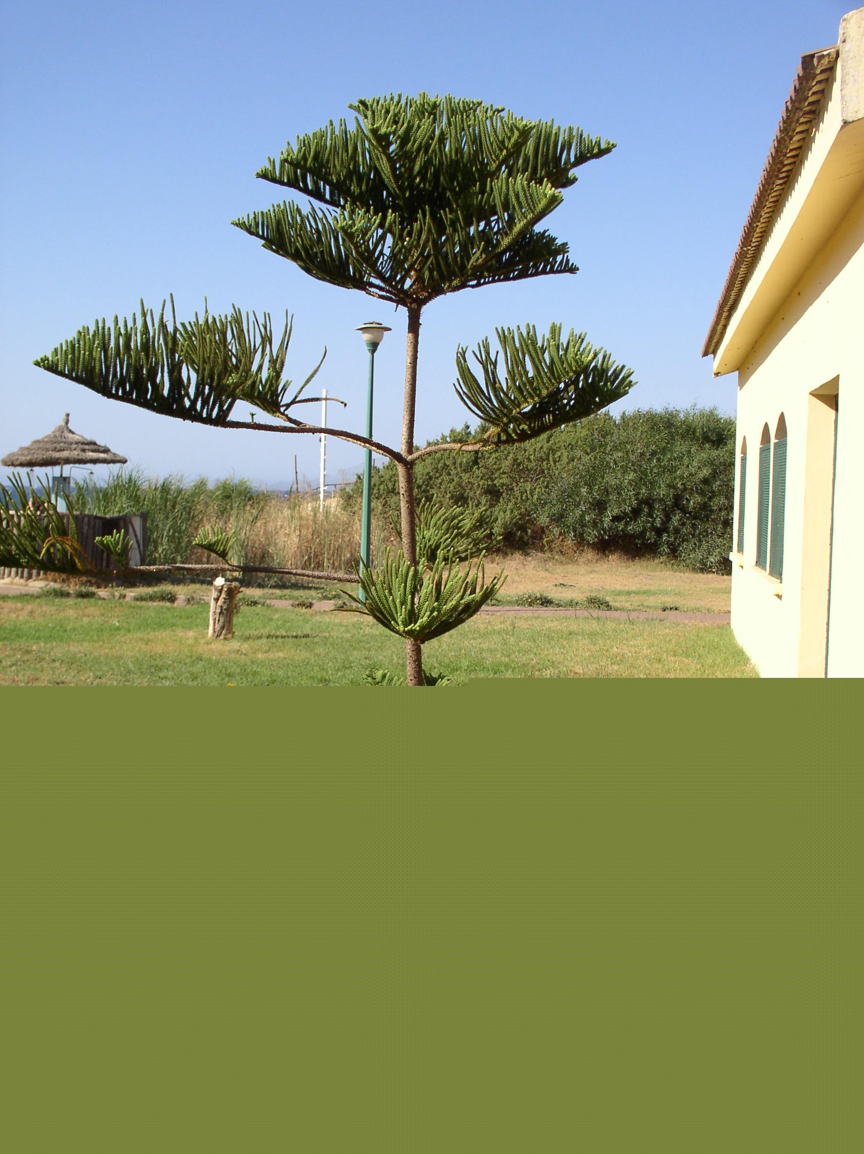 Tabarka_2008 015.jpg